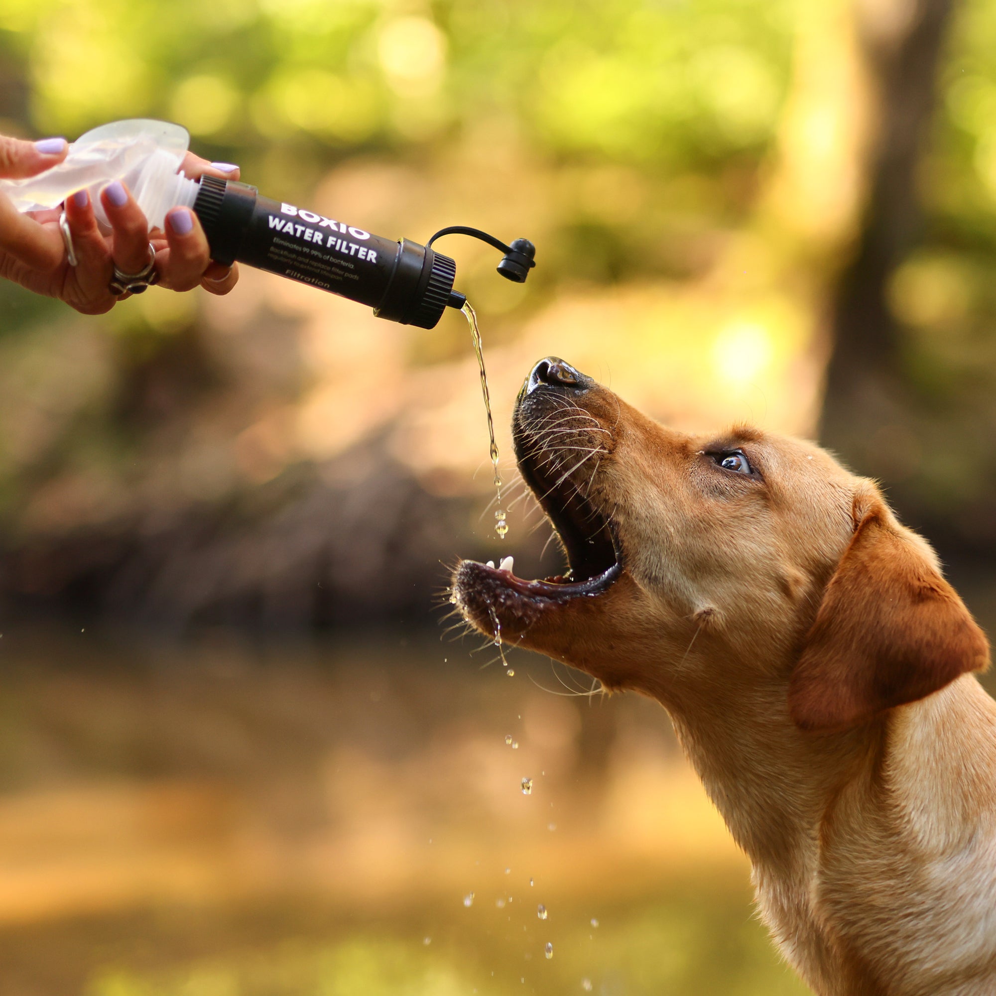 Labrador, der aus einem Wasserfilter Wasser trinkt, während eine Hand den Filter hält. Bei sonnigem Wetter am Wasser.